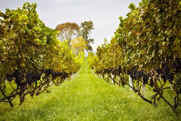 Philip Carter Winery vineyards Hume Fauquier northern Virginia wine